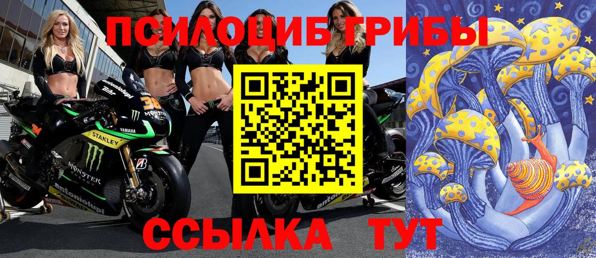 Унеча  Псилоцибиновые грибы мицелий  Вход с VPN  сколько стоит  Псилоцибиновые грибы Psilocybe 